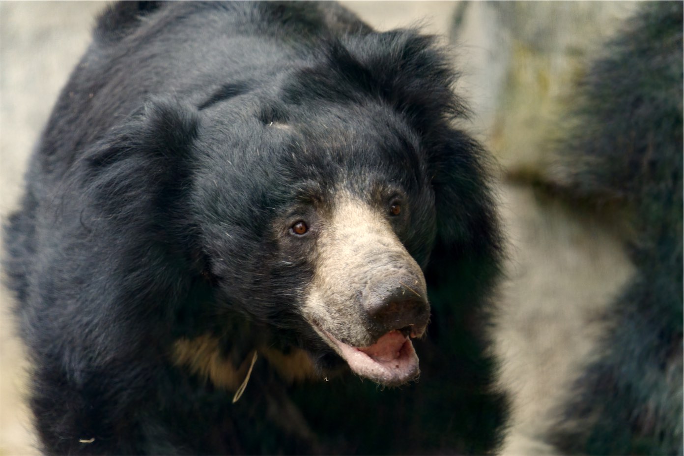 Sloth Bear 0320